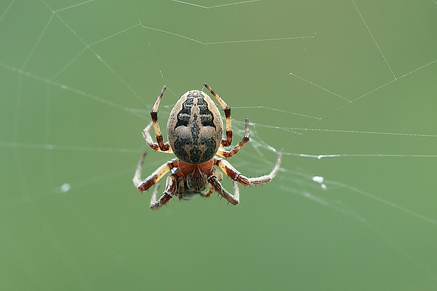 Larinioides sp.